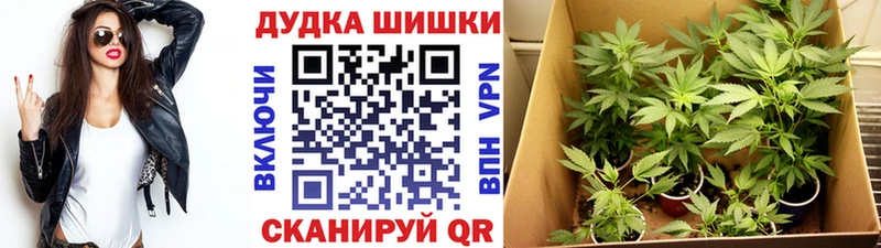 Конопля Amnesia сколько стоит гидра ссылки Карачев